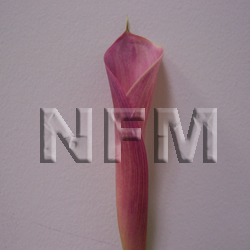 mini calla lilies pink
